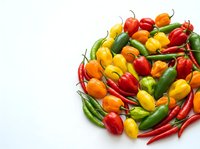 Colorful assorted hot chili peppers in red, yellow, orange and green varieties arranged on white background for culinary and cooking projects.