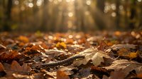 Autumn leaves scattered on forest floor with warm sunlight filtering through trees creating golden bokeh background for seasonal nature designs.