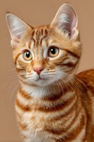 Adorable orange tabby kitten with bright golden eyes and striped fur pattern looking directly at camera against warm beige background for pet adoption campaigns.