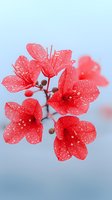 Delicate coral-red cherry blossoms with water droplets against soft blue background, creating dreamy spring atmosphere. Macro photography captures flower details.