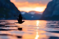 Silhouette of bird flying over tranquil lake water at sunset, dramatic orange sky reflects on rippling surface with mountain landscape backdrop.