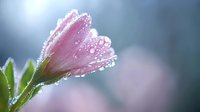 Pink daisy petals covered in morning dew drops against soft blurred background, creating dreamy natural macro photography effect for spring season designs.