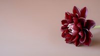 Deep burgundy dahlia flower on soft pink background with copy space for elegant floral design projects and romantic decorations.