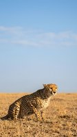 Cheetah sitting on golden savanna grassland under blue sky in African wilderness during golden hour hunting expedition.