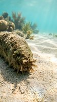 Sea cucumber resting on sandy ocean floor with coral reef in background showcasing marine biodiversity and underwater ecosystem life.