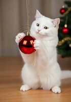 White cat with yellow eyes holding red ornament ball during holiday season celebration with decorated tree in background.