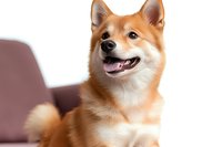 Smiling Shiba Inu dog with red-orange fur and white markings poses against blurred background, showing friendly expression and characteristic fox-like features.
