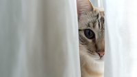 Curious tabby cat peeking from behind white curtain with bright blue eyes showing playful hiding behavior in cozy home interior for pet lifestyle content.