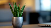 Snake plant in modern metallic pot on desk with blurred office background, minimalist workspace decor creates zen atmosphere.