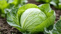 Fresh green cabbage head growing in vegetable garden, close up view showing detailed texture of leaves and natural soil background. Great for healthy eating concepts.