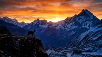 Majestic mountain sunrise with silhouetted deer on rocky cliff overlooking snow-capped peaks and dramatic orange sky. Wildlife nature landscape photography.