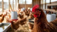 Brown hen with red comb in modern poultry farm with blurred chickens in background. Agricultural livestock farming concept for organic egg production.