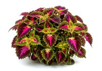 Coleus plant with vibrant magenta and yellow variegated foliage isolated on white background, suitable for garden design, landscaping projects, and horticultural publications.