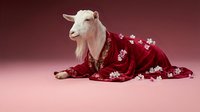 White goat wearing red floral kimono robe sitting gracefully on pink background. Humorous animal portrait concept for creative projects and advertising.