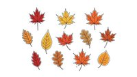 Autumn leaves collection with maple oak and birch foliage in warm fall colors isolated on white background for seasonal design projects.