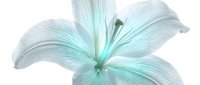 Isolated pale turquoise lily flower with delicate petals on white background, suitable for design projects, floral compositions, and decorative applications.