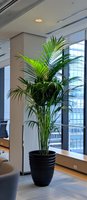 Tall kentia palm in modern black planter decorates contemporary office space with floor-to-ceiling windows, natural light illuminating lush green fronds.