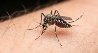 Aedes aegypti mosquito feeding on human skin showing detailed insect anatomy and blood-sucking behavior for medical and educational content.