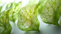 Delicate green Chinese lantern plant pods with intricate vein patterns captured in soft light, showing translucent skeletal structure of dried Physalis leaves.