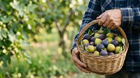 Farmer holding wicker basket filled with fresh ripe olives during harvest season in orchard garden with blurred green foliage background.