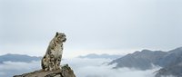 Snow leopard sitting on rocky cliff overlooking misty mountain valley with dramatic cloudy landscape in high altitude wilderness habitat.