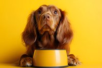 Hungry Irish Setter puppy with long ears looking up at empty food bowl against vibrant yellow background, creating humorous pet portrait composition.