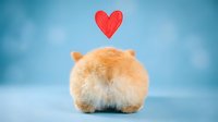 Adorable fluffy orange hamster sitting with red heart symbol above on soft blue background expressing love and affection for pet care concepts.