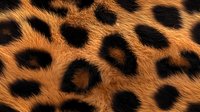 Detailed macro shot of natural leopard fur pattern showing black rosettes on orange background. Authentic animal print texture for fashion and design projects.