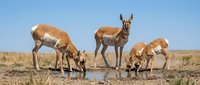 Pronghorn antelope herd drinking water at desert watering hole under clear blue sky. Wildlife conservation and natural habitat concept for educational materials.