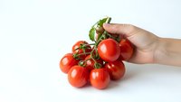 Fresh red cherry tomatoes on vine held by hand against white background for healthy cooking and organic food concepts.