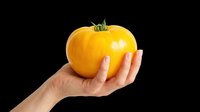 Yellow tomato held in hand isolated on transparent background, ready for culinary design, recipe graphics, food packaging, print-on-demand products, and digital cooking content.