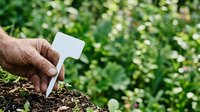 Close-up of hand holding blank plant label in soil with green foliage background, suitable for gardening, nursery, and horticulture projects.