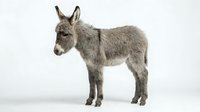 Gray donkey standing in profile on white background isolated for farm animal design projects and educational materials.