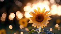 Single sunflower bloom glowing in warm golden sunset light with dreamy bokeh background creating peaceful natural atmosphere for wellness and mindfulness content.