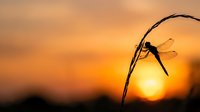 Dragonfly perched on curved plant stem silhouetted against warm golden sunset sky, suitable for nature, wildlife, and inspirational backgrounds.