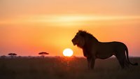 Majestic lion silhouette standing on savanna grassland during golden sunset with acacia trees in background. Wildlife photography for nature and safari themes.