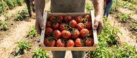 Farmer holding wooden crate filled with fresh ripe red tomatoes in organic vegetable garden during harvest season for healthy eating and sustainable agriculture.