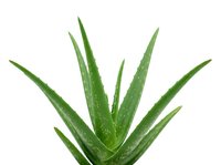 Aloe vera plant with water droplets isolated on white background, suitable for wellness, skincare, and botanical design projects.