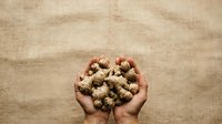 Hands holding cluster of dried round seed pods or botanical spheres on neutral textured background, suitable for organic, natural, and eco-friendly design projects.