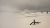 Minimalist winter landscape with wooden cross grave marker in snow-covered field under overcast sky. Solitary trees create peaceful memorial scene.