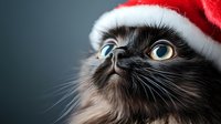 Black cat wearing red Santa hat looking up with bright blue eyes against dark background, creating whimsical holiday mood for seasonal greeting cards and decorations.