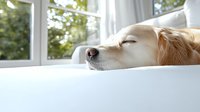 Golden retriever dog sleeping peacefully on white windowsill with soft natural daylight streaming through window, creating serene home atmosphere.