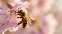 Honeybee collecting nectar from delicate pink cherry blossom flower in soft spring sunlight with warm bokeh background for pollination concepts.