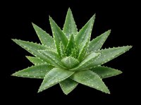 Aloe vera plant with water droplets, isolated on transparent background, ready for t-shirt designs, clipart, stickers, sublimation, and print-on-demand products.