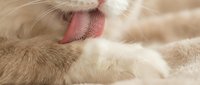 Close-up of a cream-colored cat's face with pink nose and tongue out, resting on soft bedding. Suitable for pet care, veterinary, and animal wellness content.
