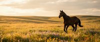 Majestic black horse galloping through golden prairie grassland at sunset with rolling hills and dramatic sky creating peaceful countryside atmosphere.