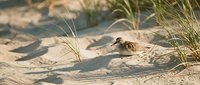Small shorebird with speckled brown plumage resting on sandy beach dunes among tall grass in warm golden sunlight for nature and wildlife photography.