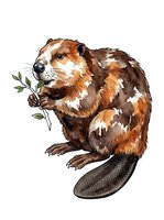 Beaver with brown and white fur holding green branch, isolated on white background, ready for design use on apparel and merchandise.