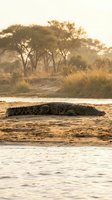 Large crocodile resting on sandy riverbank during golden hour sunset with acacia trees in background creating warm atmospheric African safari scene.