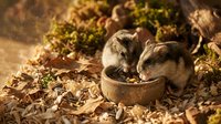 Two meerkats eating from a shared bowl in sandy ground with moss and natural debris, suitable for wildlife and animal behavior content.